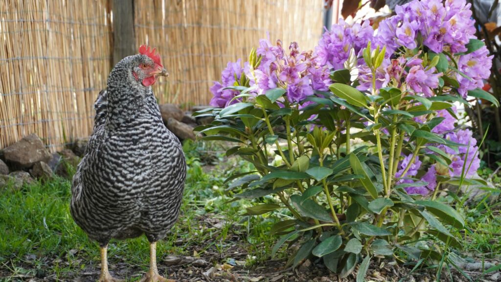 poule